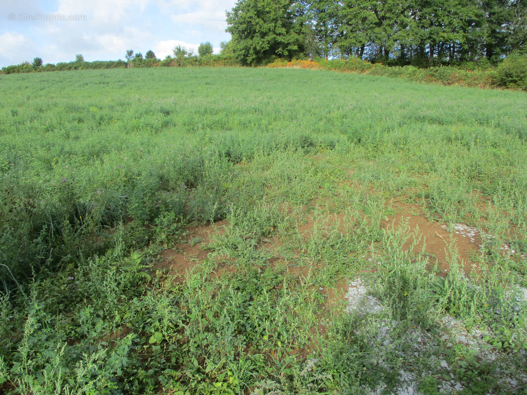 Terrain à CHATEAUNEUF-LA-FORET