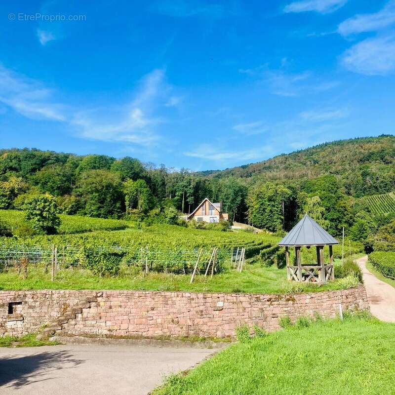 Photo 2 - Maison à RIBEAUVILLE