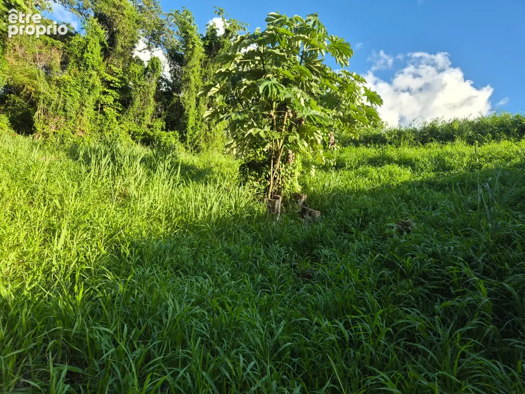 A Vendre : Terrain constructible de 604 m² environ à Ducos - photo 5