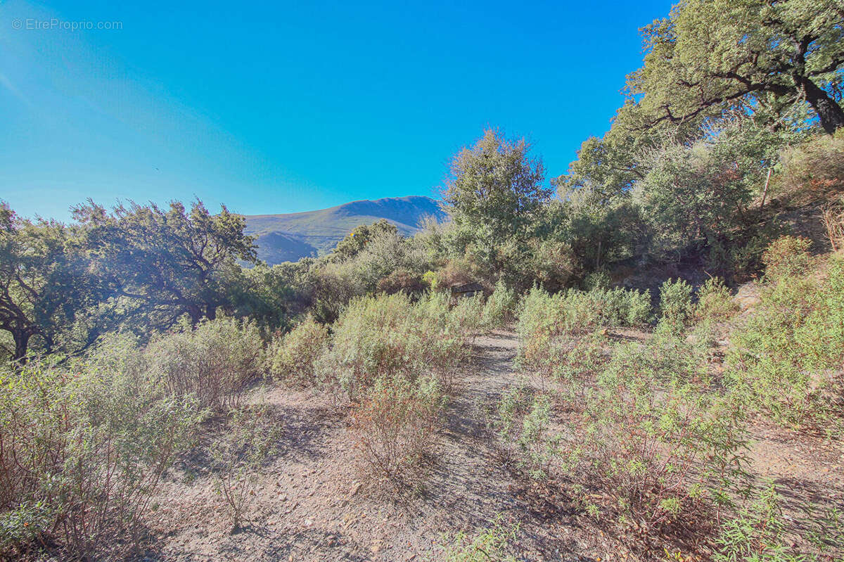 Terrain à OLMETA-DI-TUDA