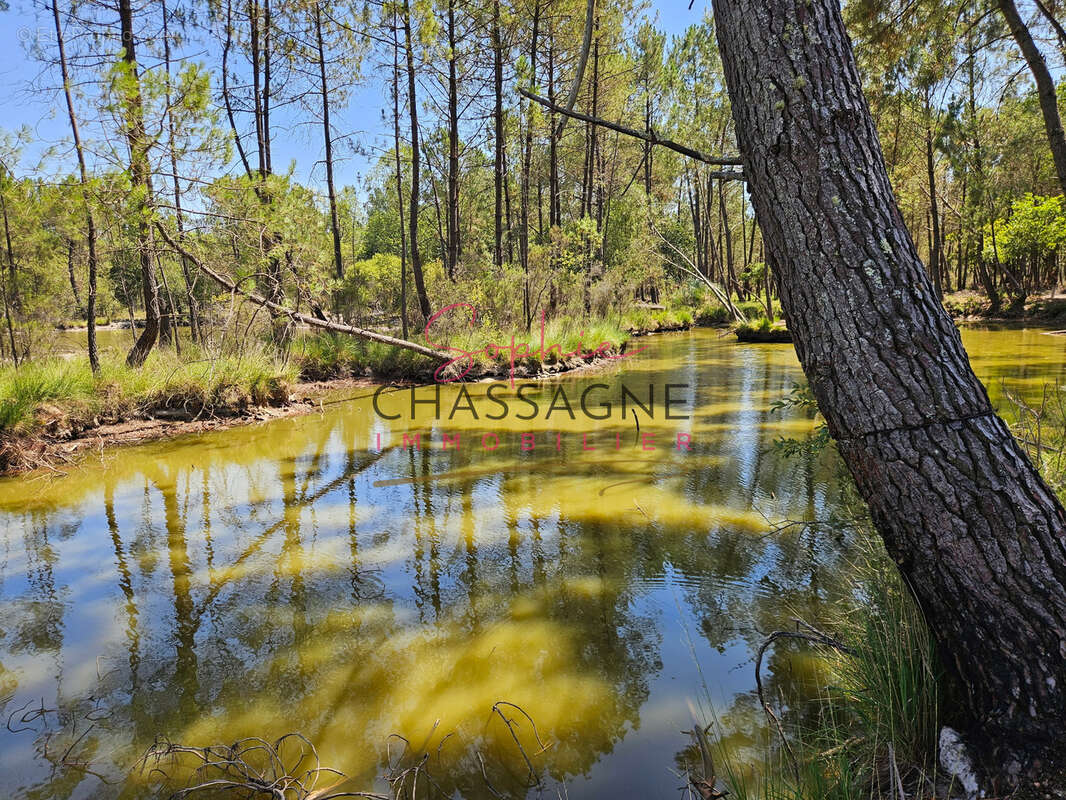 À 30 minutes de Bordeaux et 45 minutes d’Arcachon, domaine avec 2 étangs sur 15 hectares - photo 12