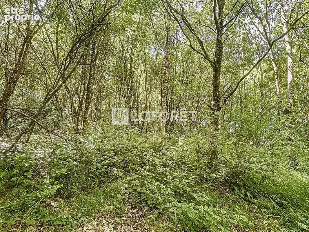 Étang 2 Hectares avec chalet, bois et dépendances BRIOUZE - Normandie - photo 10