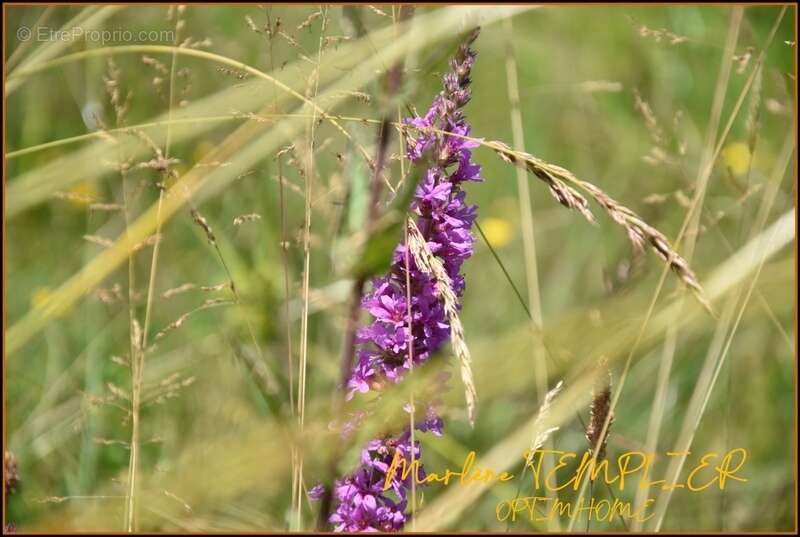 Terrain à LUCQ-DE-BEARN