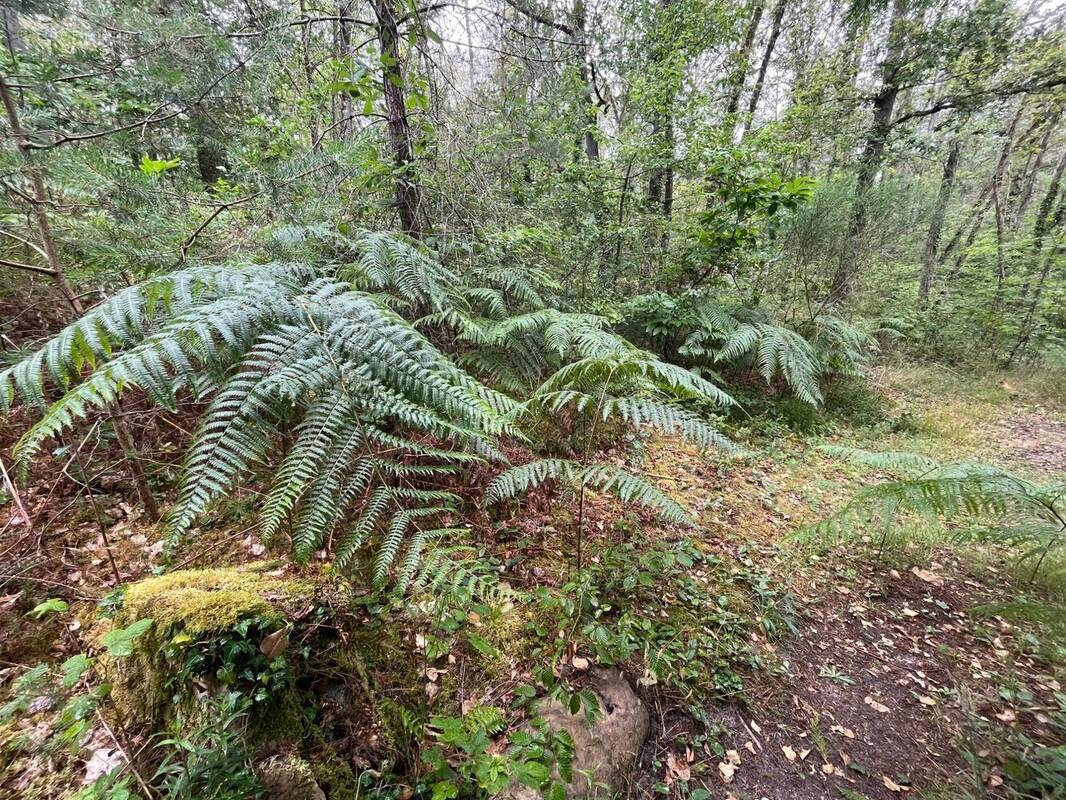 Terrain à LE VAUDOUE