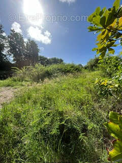 Terrain à SAINT-FRANCOIS