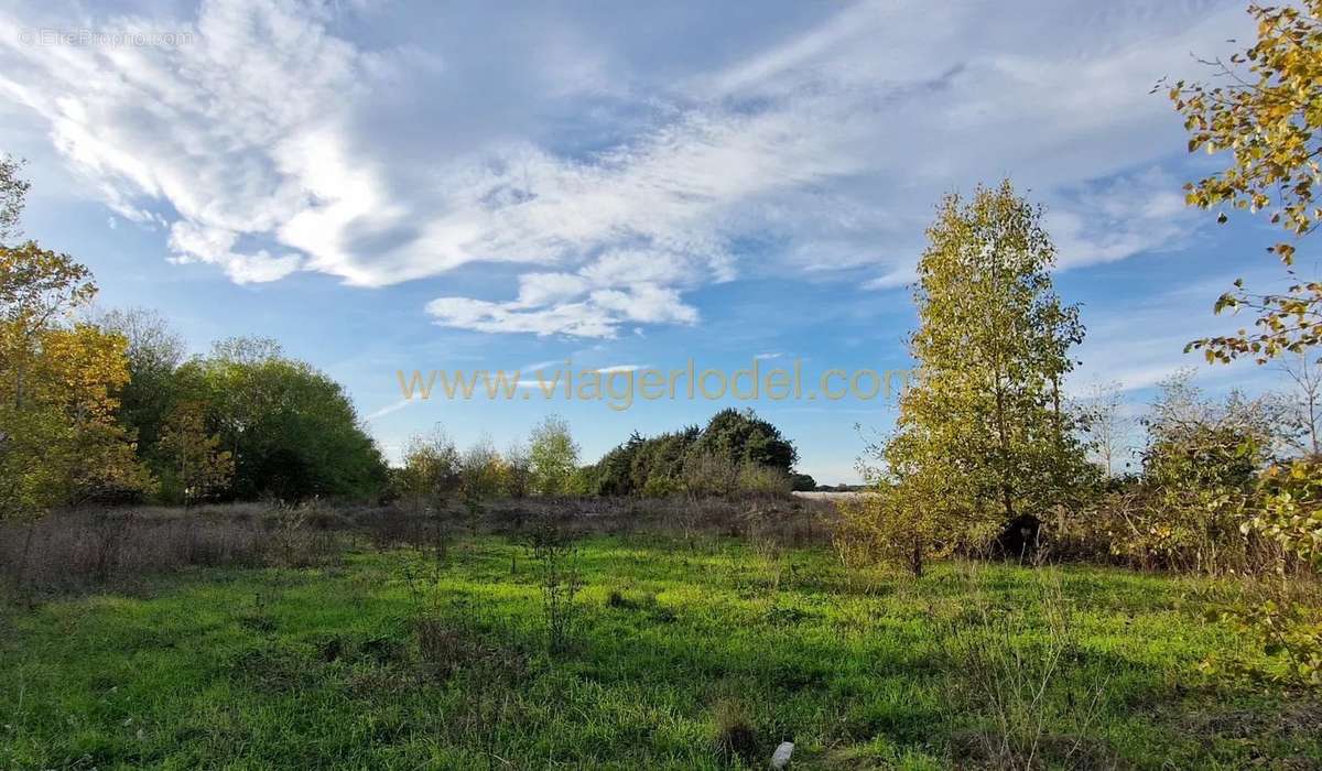 Terrain à MARSILLARGUES