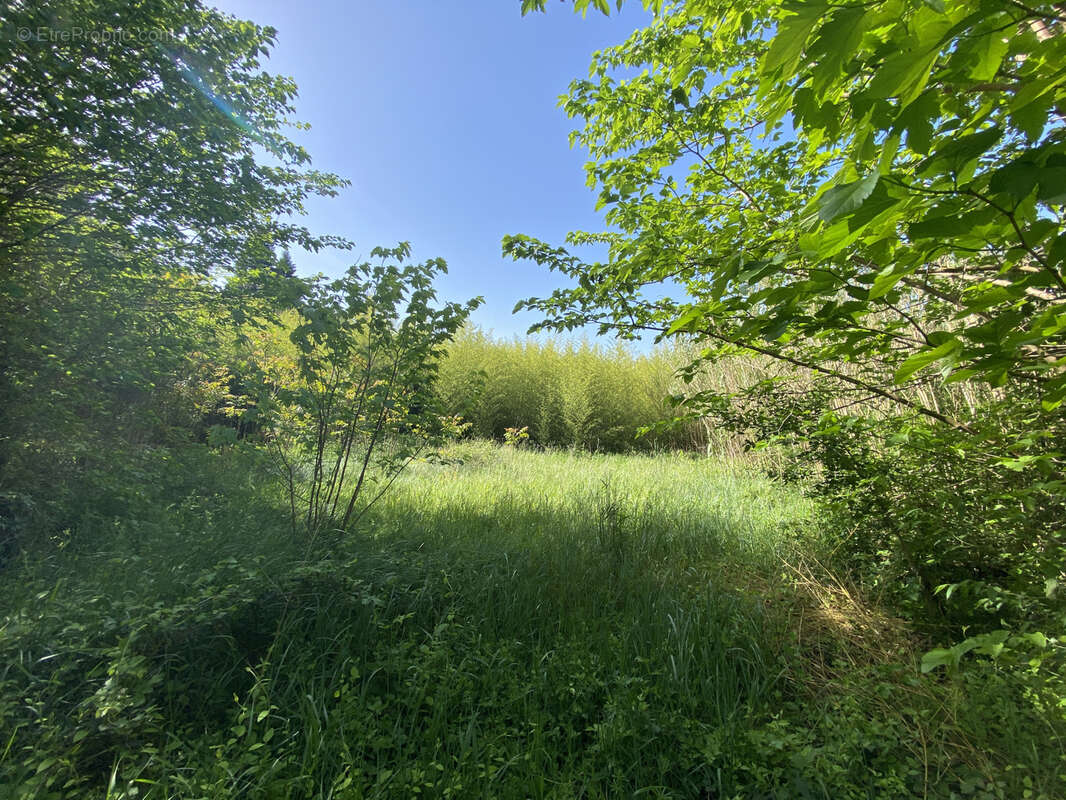 Mas avec terrain - photo 3