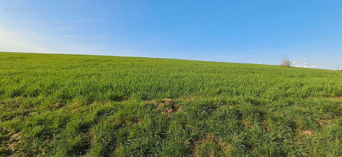 Terrain à VENDRESSE
