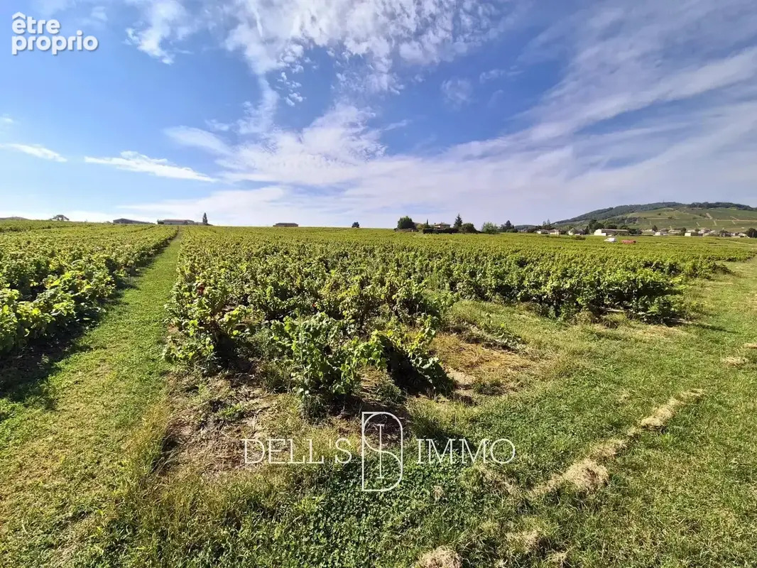 Photo Terrain à Cercie au prix de 246 000€