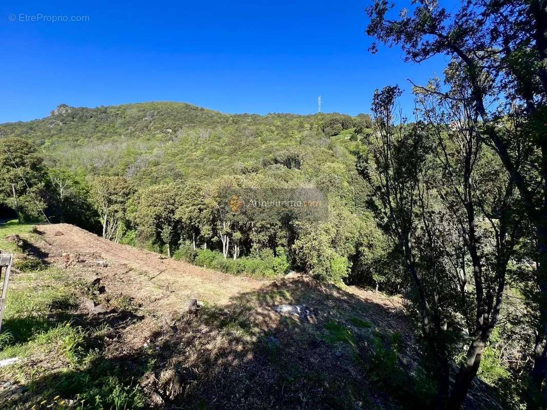 Terrain à SAN-MARTINO-DI-LOTA