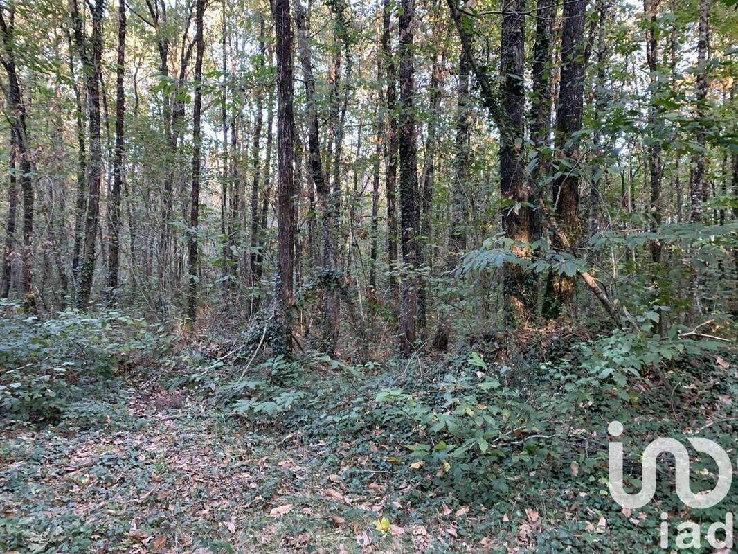 Photo 1 - Terrain à LES LUCS-SUR-BOULOGNE