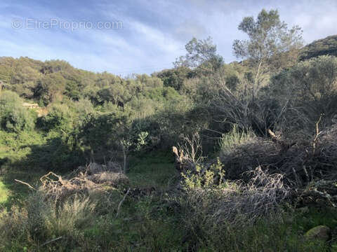 Terrain à FIGARI