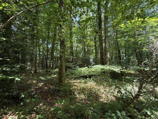 14560 m² à Orbec  - photo 2