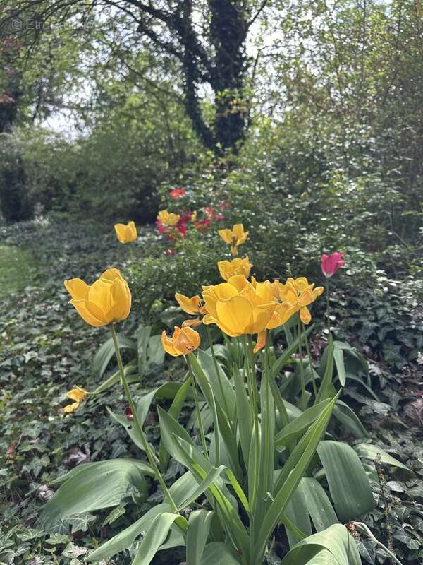Jardin - Maison à HOENHEIM