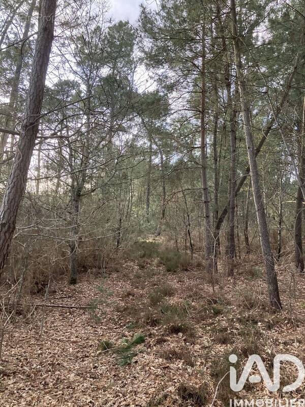 Photo 1 - Terrain à YVRE-LE-POLIN