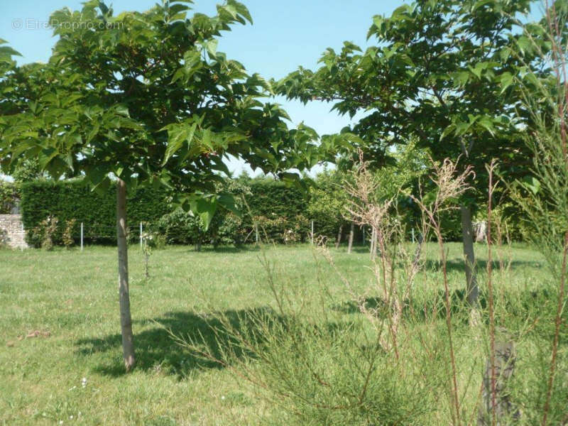 Terrain à DOLUS-D&#039;OLERON