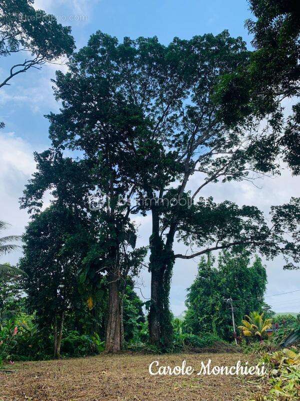 Terrain à CAPESTERRE-BELLE-EAU