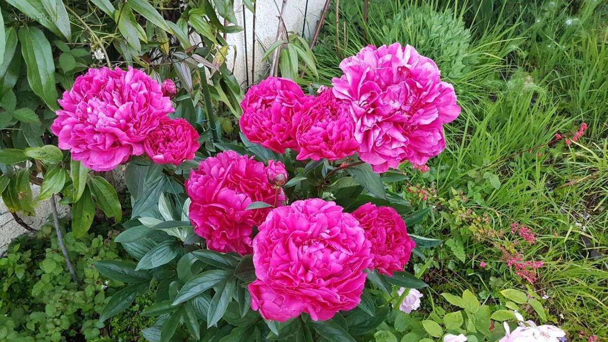 Maison à BOIS-D'ARCY