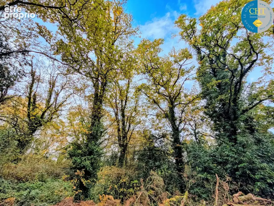 Magnifique terrain boisé de 9 420 m2 à guer - bellevue (56380) avec cht immobilier - photo 6