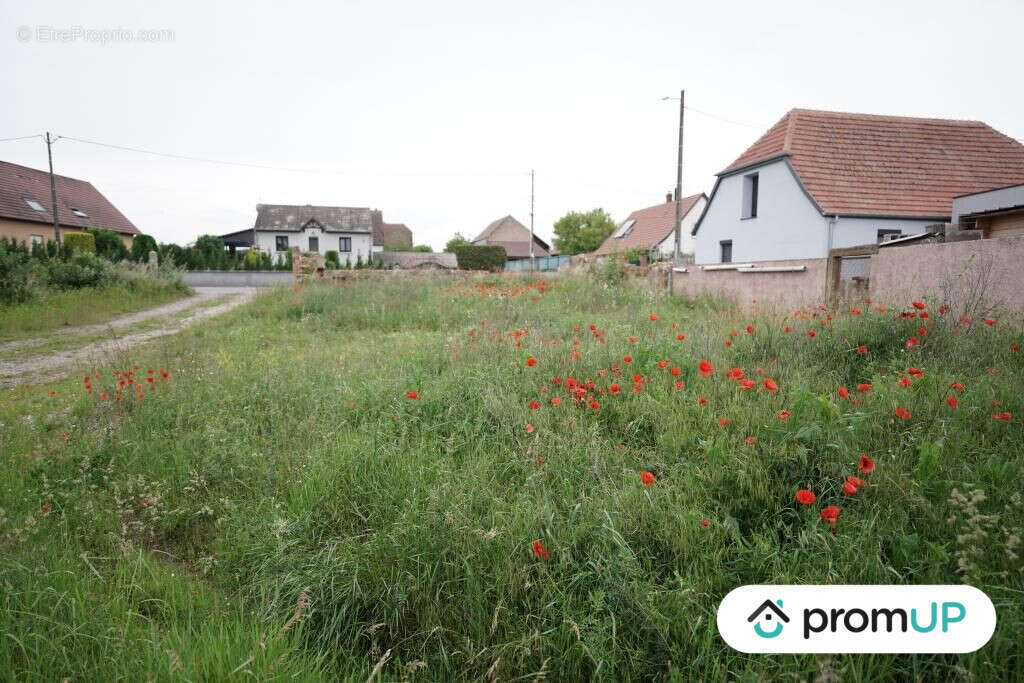 Terrain à HIRTZFELDEN