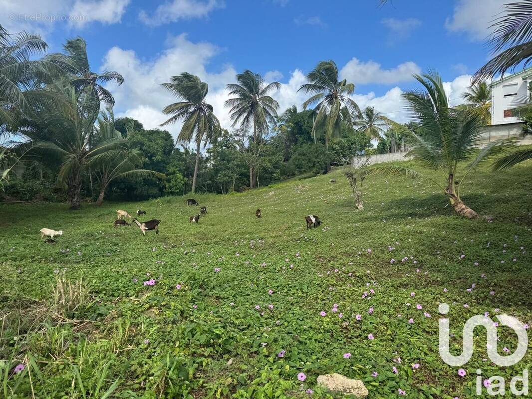 Photo 1 - Terrain à MORNE-A-L&#039;EAU