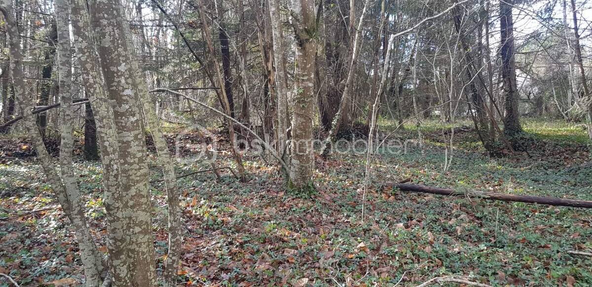 Terrain à SAINT-LEON-SUR-L&#039;ISLE