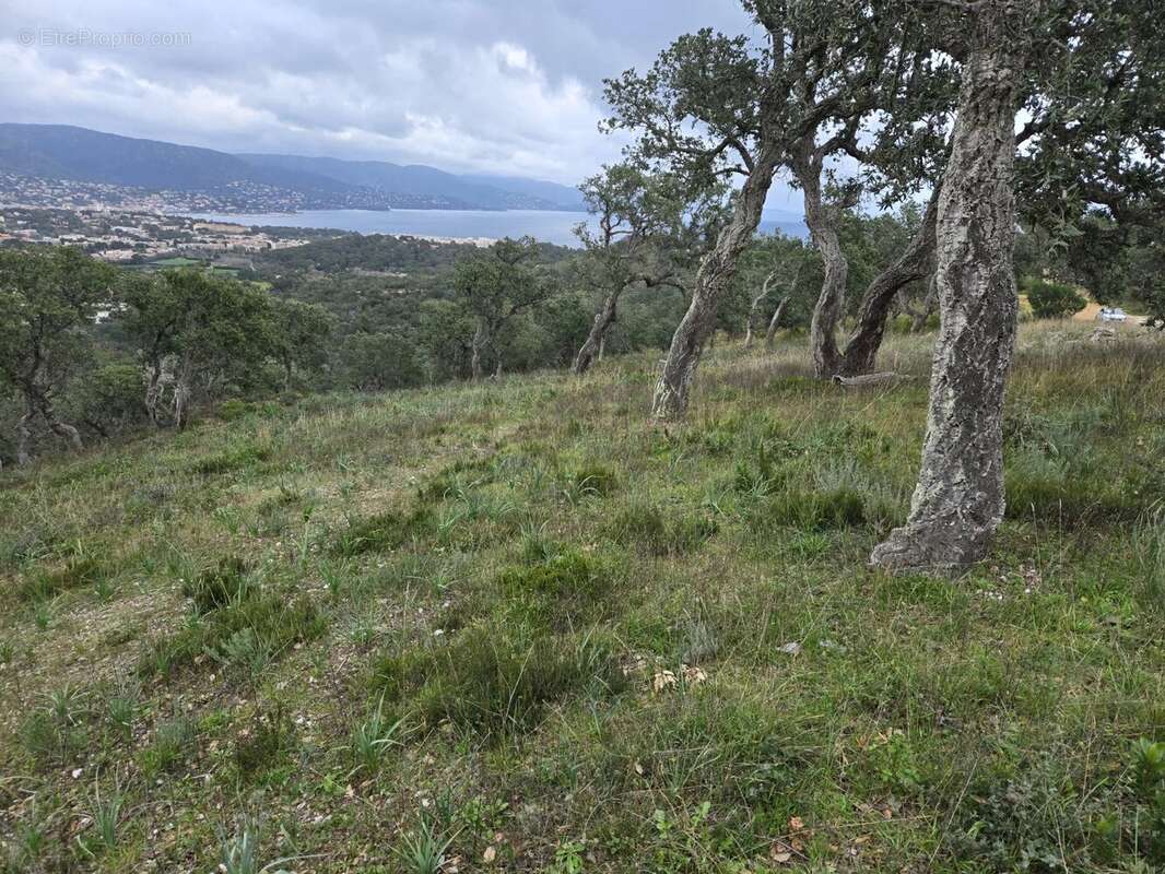 Terrain à BORMES-LES-MIMOSAS