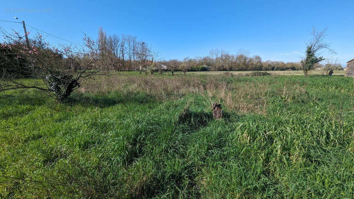 Terrain à COULON