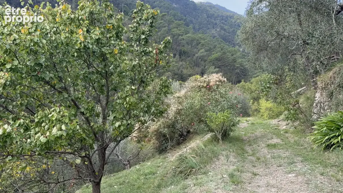 Vaste propriété de plus d’un hectare, entre oliviers centenaires et arbres fruitiers - photo 12