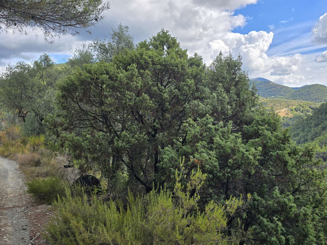L'escarene - terrain de loisirs 11 440m2 - photo 3