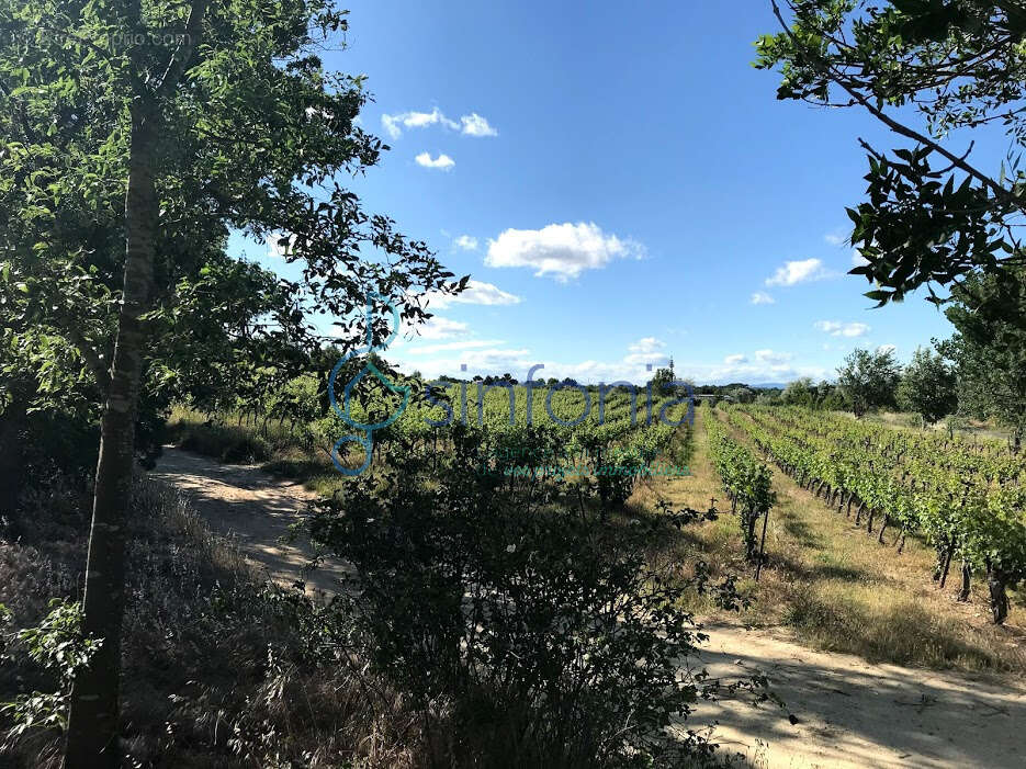 Saint-jean-de-védas   propriété rare à réhabiliter sur 4 835 m2 - photo 3
