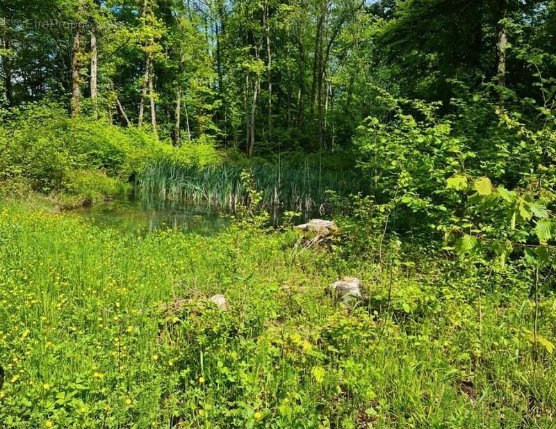 Terrain de loisirs boisé à vendre  proche de VITTEL (88) - photo 2