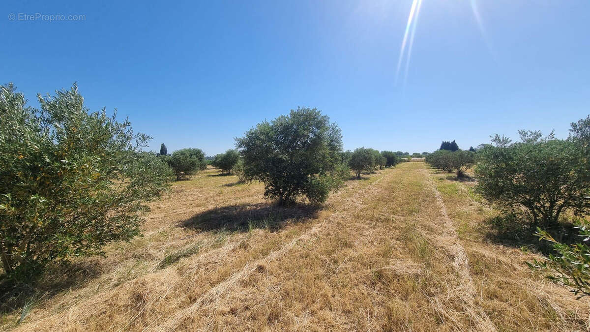 Oliveraie de 1,04 hectare avec 250 oliviers Lucques en production - photo 4