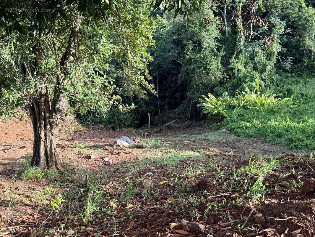 Terrain à PETIT-BOURG