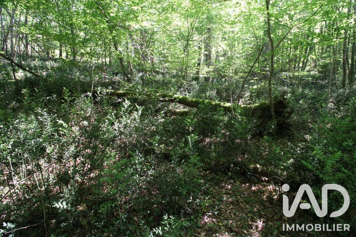 Terrain 14982 m² à Montdurausse  - photo 4