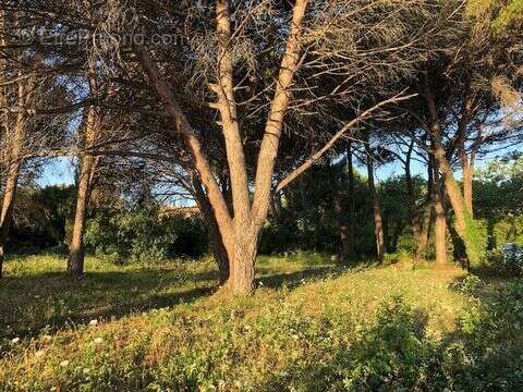 Terrain à SAINT-TROPEZ