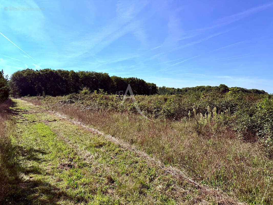 Terrain à LA FERTE-SAINT-AUBIN