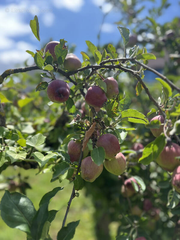 Terrain à WILLGOTTHEIM