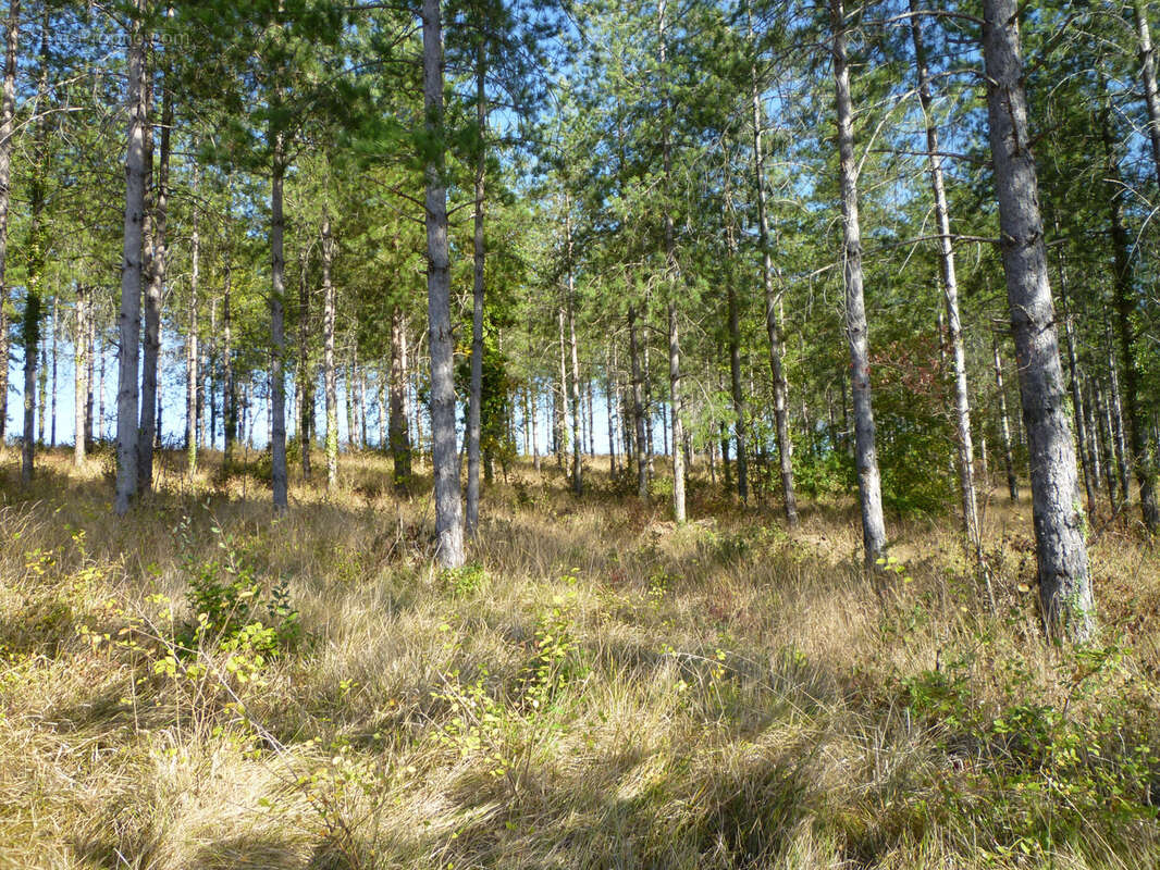 Terrain de loisirs - photo 6