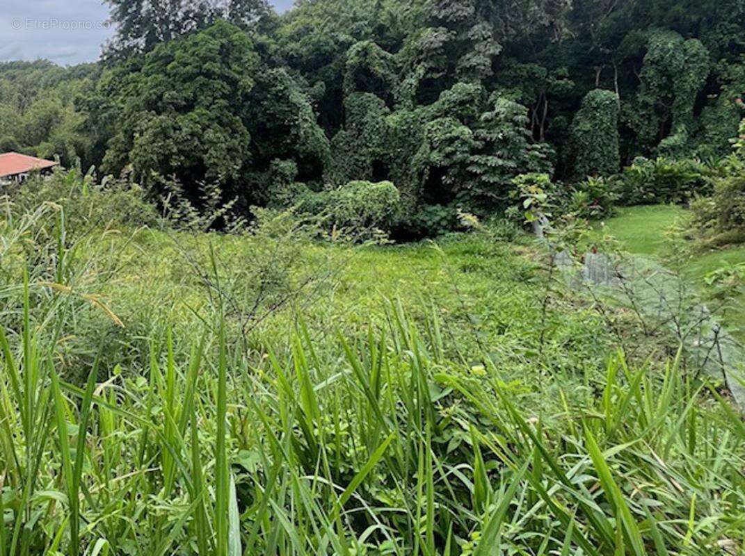 Terrain à SCHOELCHER