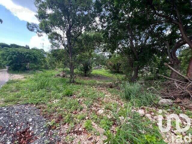 Photo 3 - Terrain à PETIT-CANAL