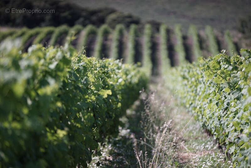 Propriete viticole bio AOP Faugères à vendre  ROQUESSELS (34) 9,8ha de vignes 28ha de landes caves 572m² - photo 5