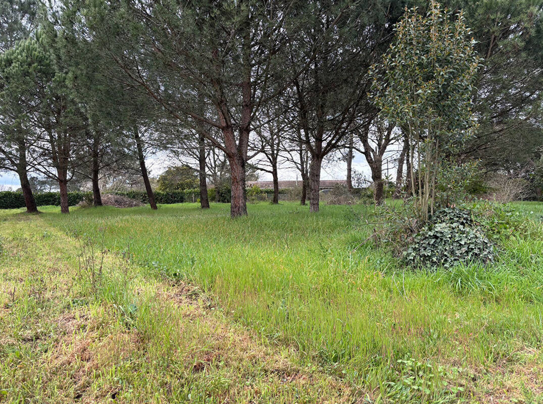 Terrain à AMBARES-ET-LAGRAVE