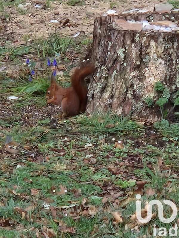 Photo 5 - Terrain à SAINT-HILAIRE-DE-RIEZ