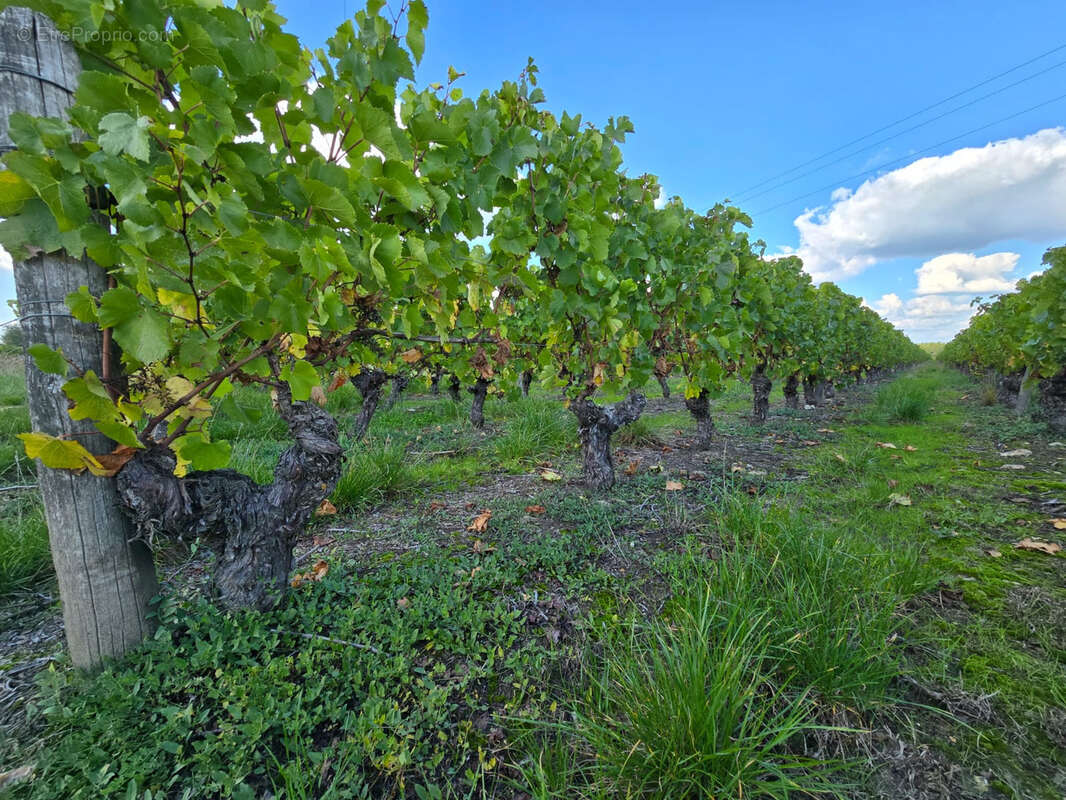 Terrain à FONTGUENAND
