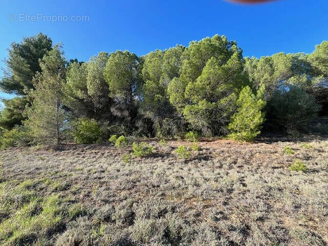 Terrain viabilise - 2 850m2 - a 6km de limoux - photo 3