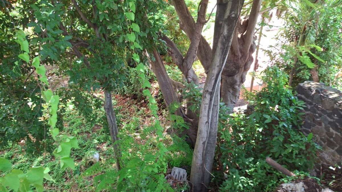 Terrain à BASSE-TERRE