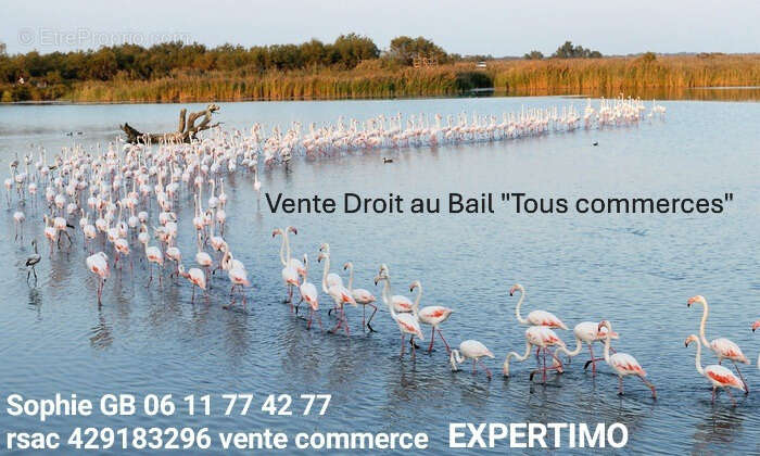 Commerce à LA GRANDE-MOTTE