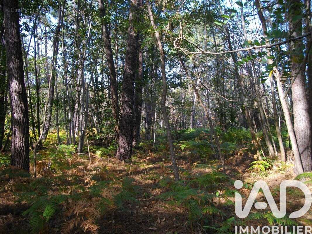 Photo 5 - Terrain à BAZAS