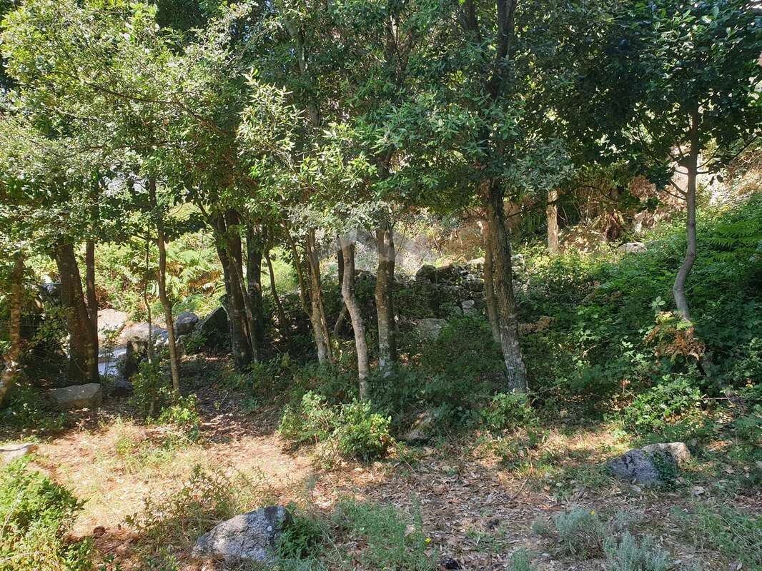 Terrain de 495 m² à L’Ospedale, Commune de Porto-Vecchio - photo 10